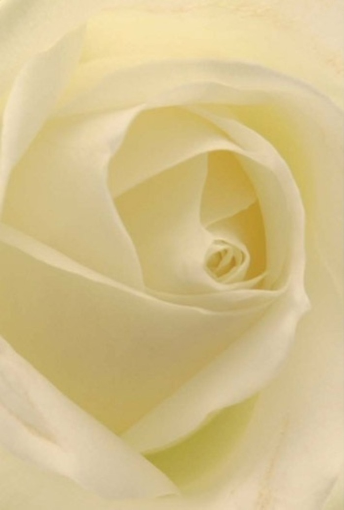 Viewed up close, this classic white rose reveals a world of peaceful sophistication, its gently spiraled core evoking purity and resilience befitting loved ones in Maidenhead. Cream and white petals are layered with such refinement that they appear almost illuminated from within, much as soft daylight filters through tall trees in Kidwells Park. The rose's matte, nearly creamy texture exudes softness, inviting the mind to linger on each fold and curve-a tactile memory of silk and velvet. It's a floral embodiment of tranquility, ideal for romantic gestures, apologies, or as a centrepiece at local weddings set against the historic beauty of Maidenhead's town centre. Shadows tiptoe between the petals, subtly enhancing the flower's depth, while the gentle gradations of tone remind us of the ever-changing hues seen along Cliveden's rolling landscapes. Imagining a delicate fragrance hovering just above-crisp, clean, and reassuring-connects the sensory experience back to the craft and devotion of a florist who truly knows their community. Each thoughtful arrangement from Flowers Maidenhead celebrates both the wisdom of nature and the sentiment behind every meaningful occasion.